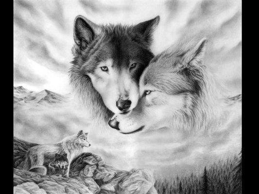 Tendresse de loups